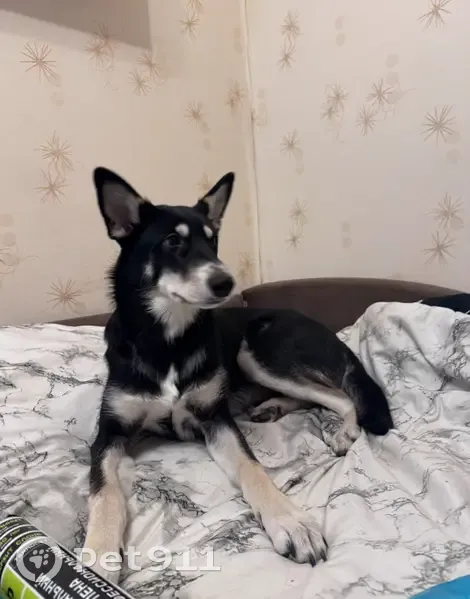 Пропала собака, ул. Тропинина 47, НН - photo