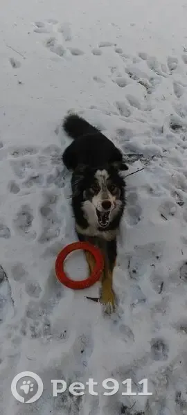 Пропала собака, ул. Гагарина 40, Боровое - photo