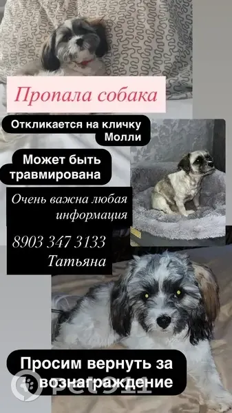 Пропала собака, Трусово, Центр. ул. 1Б - photo