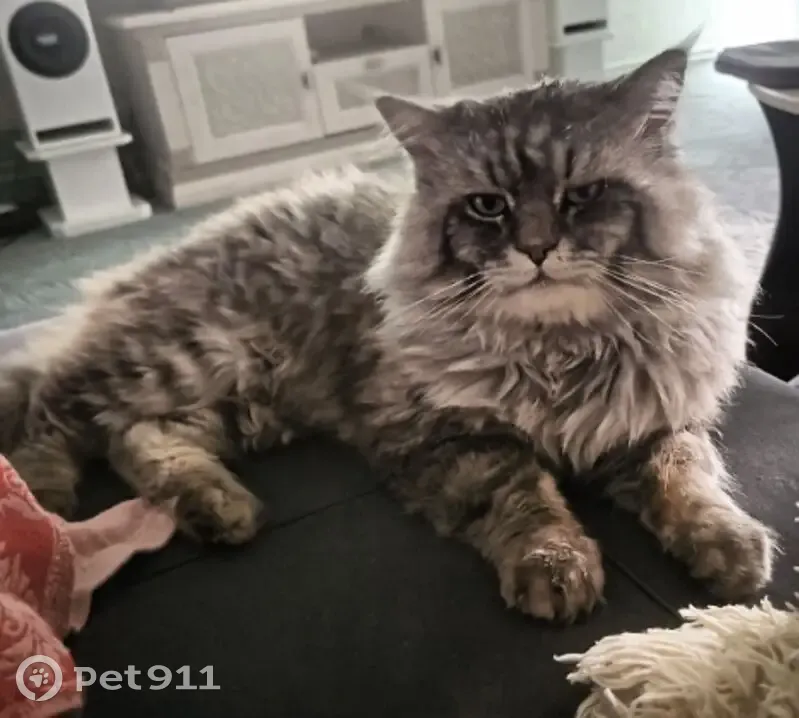 Пропала кошка, Партизанский пер. 58/2 - photo