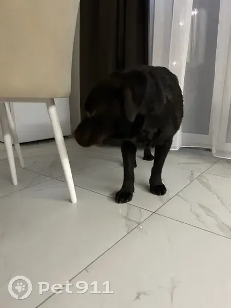 Пропала собака, Клубничная ул., Калининград - photo