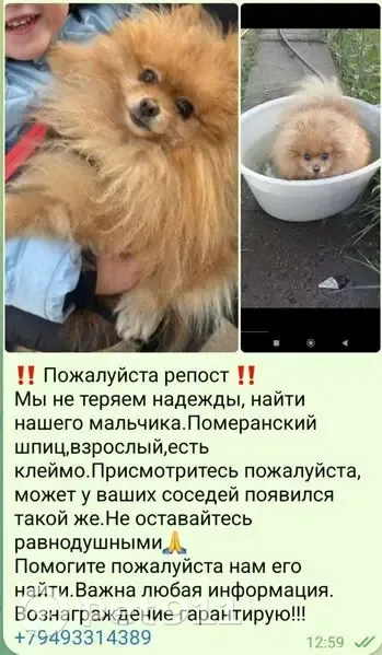 Пропала собака, Донецк, Ростовская обл. - photo