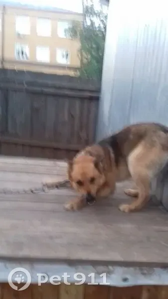 Пропала собака на ул. Волкова, 6, Оханск - photo