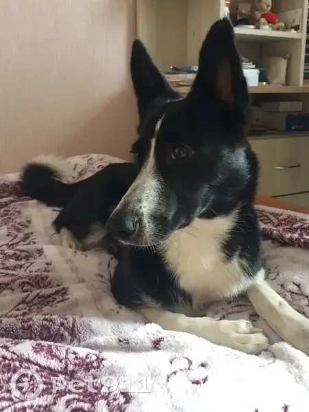 Пропала собака на Прибрежной улице, Мурманск - photo