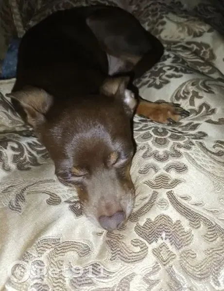 Пропала собака, Верейская ул., 20, Колодкино - photo