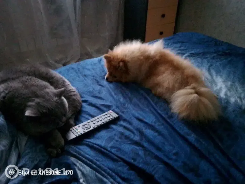 Пропала собака, Тамбовская ул., Орёл - photo