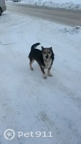 Пропала собака, Омск, 2-я Совхозная, 170 - photo