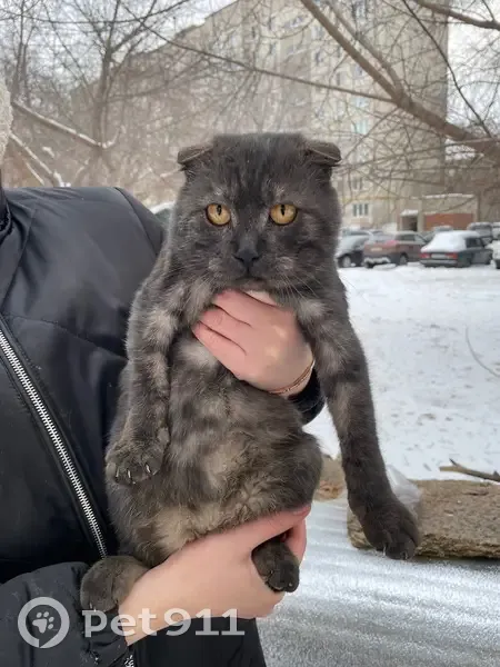 Найдена кошка, Орск, ул. Крайняя, 44Б - photo