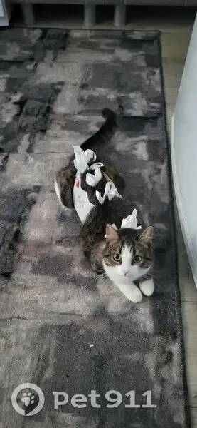 Пропала кошка, ул. Коминтерна 32В/1, Лиски - photo