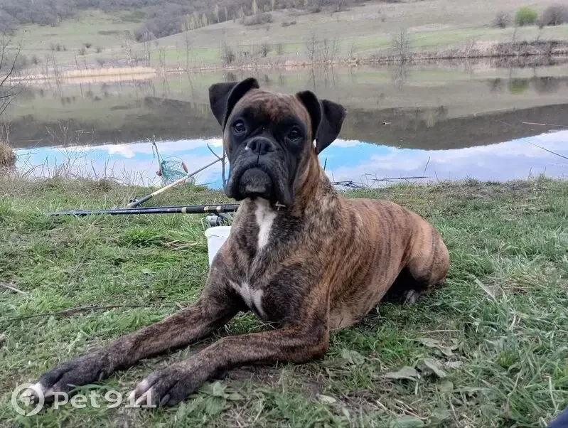 Пропала собака, Молодёжная ул., Новые Бурасы - photo