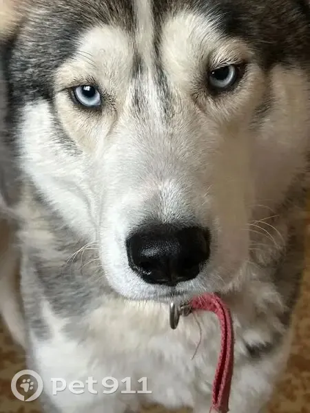 Пропала собака, ул. Рабочая, Тунгор - photo