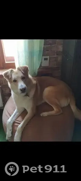 Пропал рыжий пёс в парке, Куликова 6, Владимир - photo