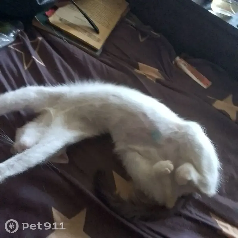 Пропала кошка, Уфа, ул. Ак. Королёва - photo