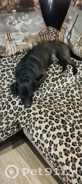 Пропала собака, Придорожная ул., Саратов - photo