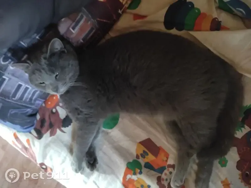 Пропала серая кошка, Трояново 38Н-662 - photo