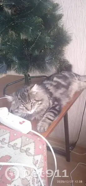 Пропала кошка, ул. Свердлова 39, Россошь - photo