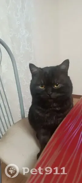 Пропала кошка, пл. Ленина, Йошкар-Ола - photo