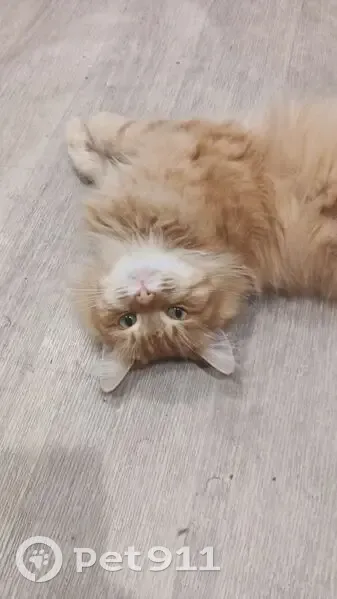 Пропала кошка на Солнечной улице, Оренбург - photo