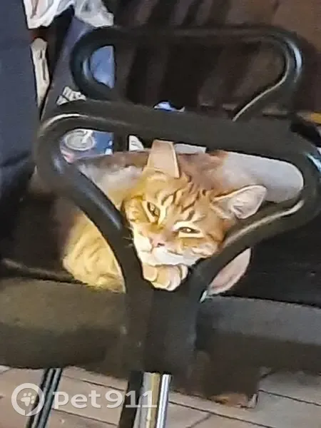 Пропала кошка, ул. Пархоменко, Курган - photo