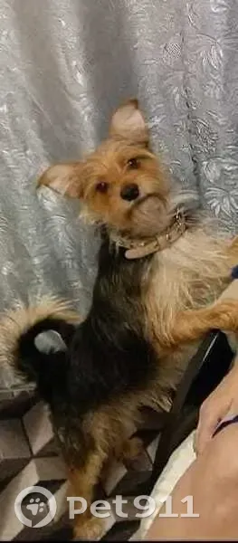 Пропала собака на Октябрьской, 12, Южный - photo