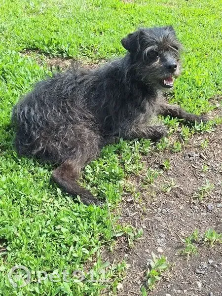 Найдена собака в Карагайле, Кемерово - photo