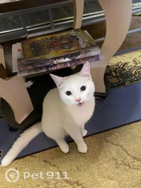 Пропала кошка, Молодёжный бул., 23Б - photo