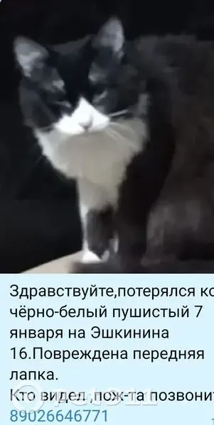 Пропала кошка, ул. Эшкинина, 16, Йошкар-Ола - photo