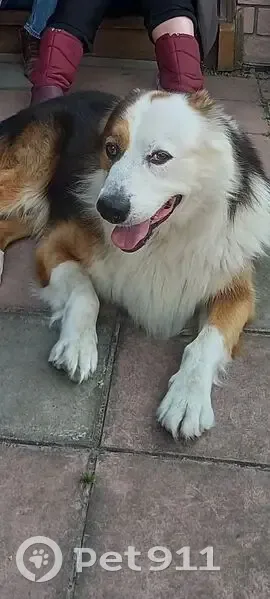 Пропала собака на Белинского, 31 - photo