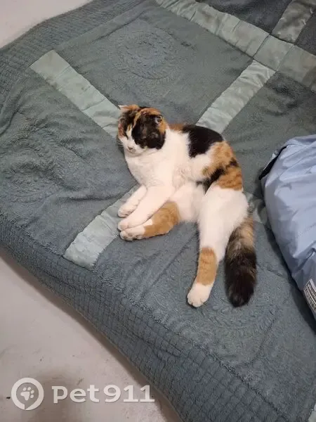 Пропала кошка, ул. Шевченко 259, Оренбург - photo