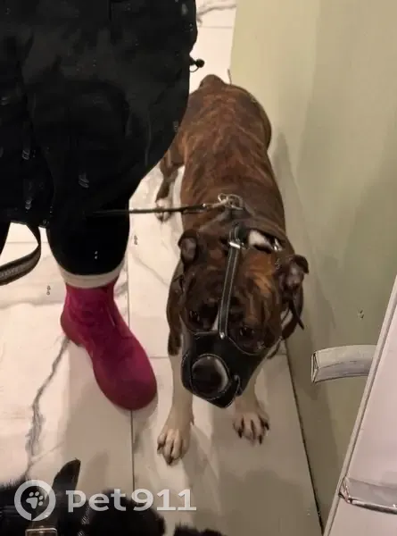 Пропал амстафф у Барановского моста, Луга - photo