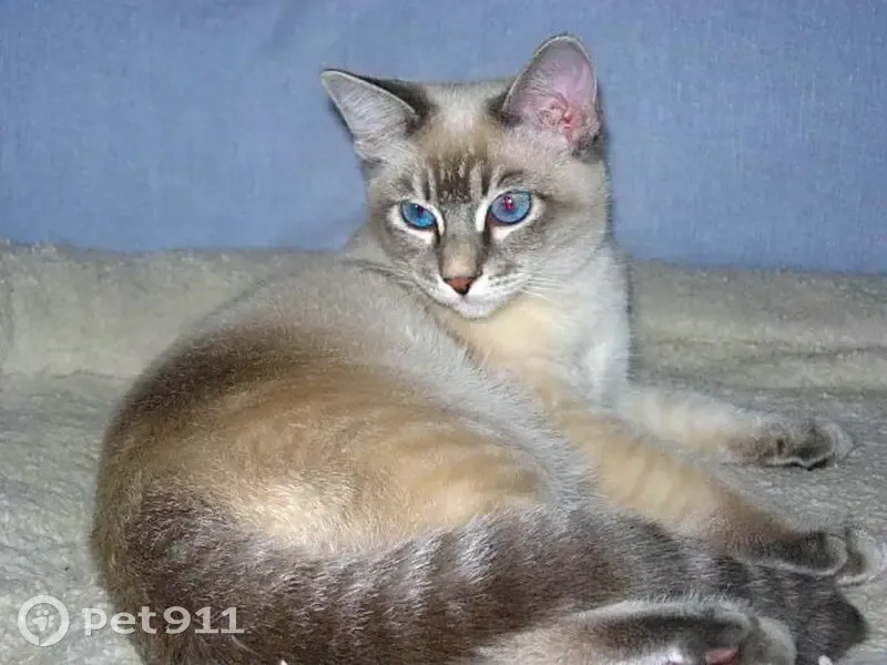 Пропала кошка, 2-я Луговая 12, Давлеканово - photo