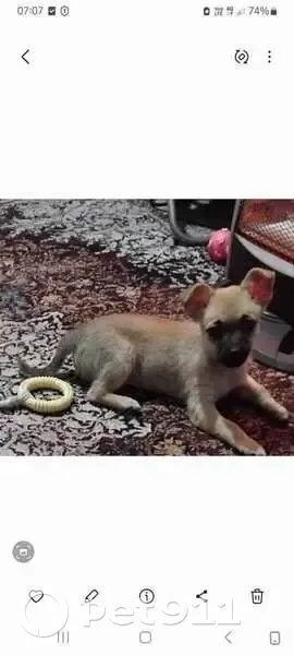 Пропала собака, Красноармейская 7, Прасковея - photo