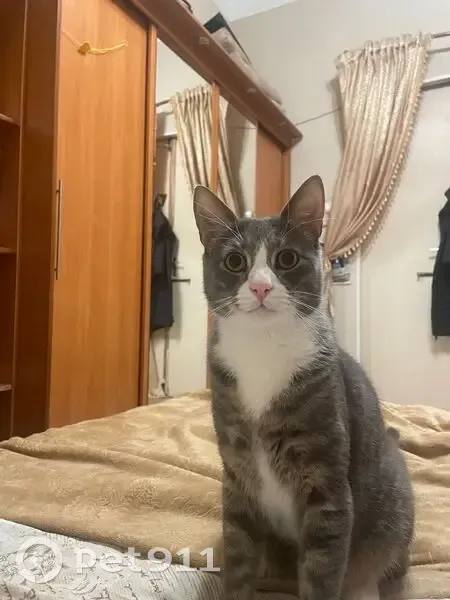 Пропала кошка, ул. Марата, СПб - photo