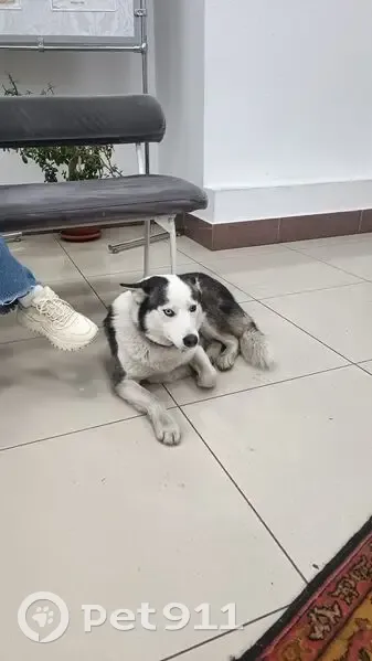 Найдена собака, ул. Николаева, 13, Владикавказ - photo