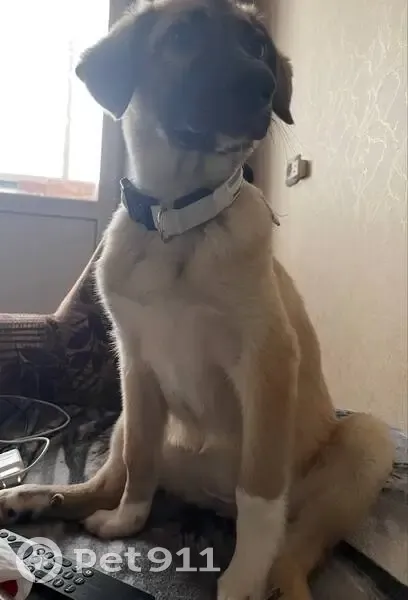 Пропала собака, Юрга, ул. Машиностроителей - photo