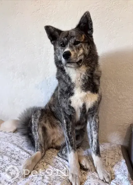 Пропала собака, Мартеновская 20, Н.Тагил - photo