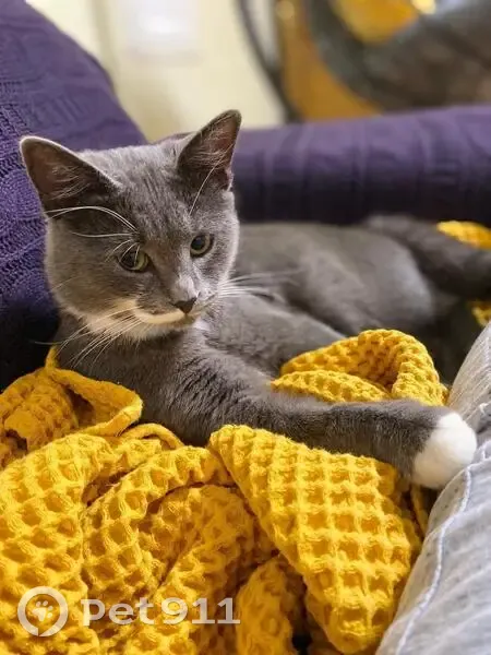 Пропала кошка, Сельская ул., Супсех - photo