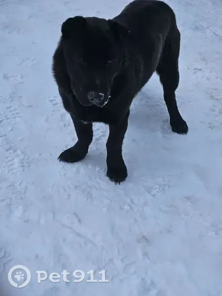 Пропала собака, Школьная ул., Михальчиково - photo