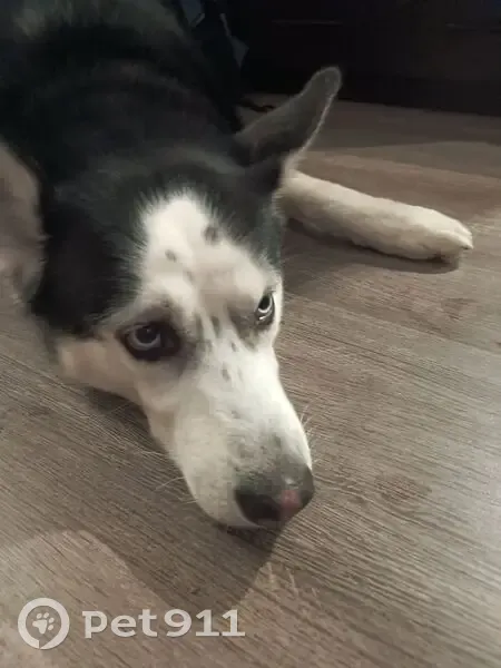 Собака найдена: Московская ул, 20, Петрозаводск - photo