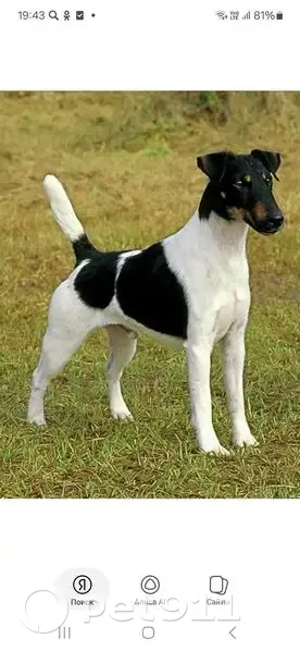 Пропала собака, Нижнекордонная 10, Туапсе - photo