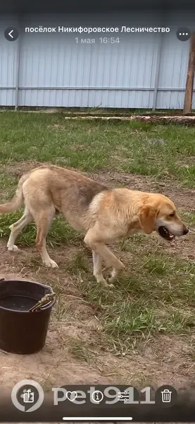 Пропал рыжий пес в Лучке, Тамбовская обл. - photo