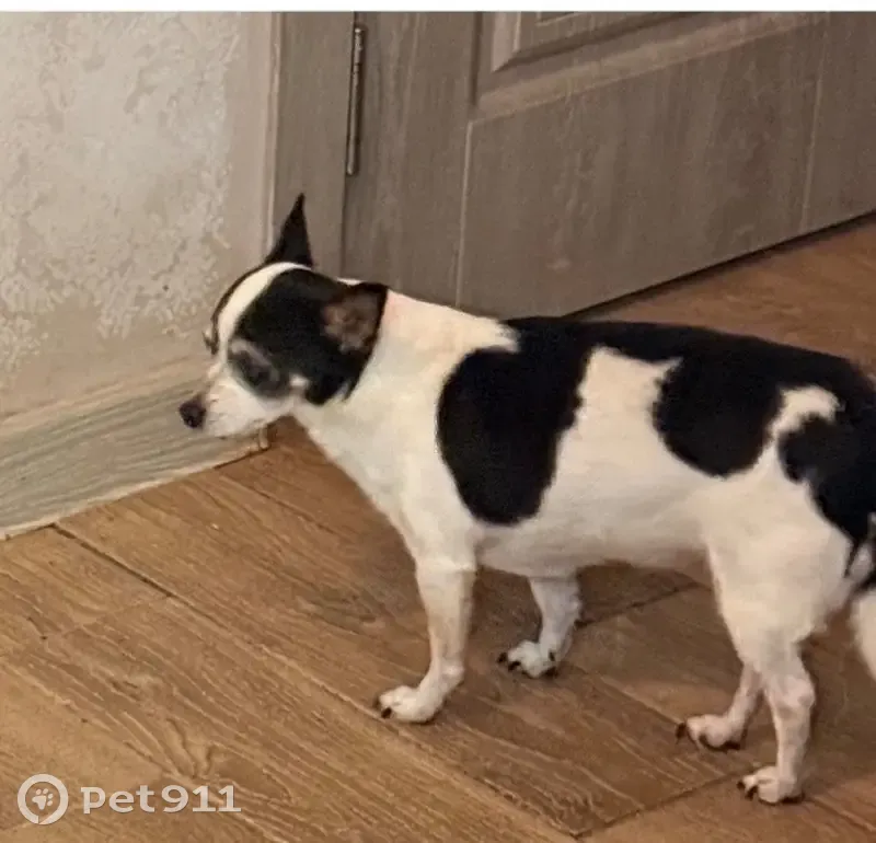 Пропала собака, Томская ул. 10, Витязево - photo