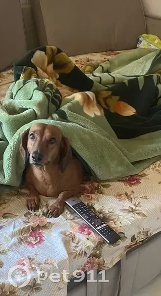 Пропала рыжая такса, Юго-Восточная 77 - photo