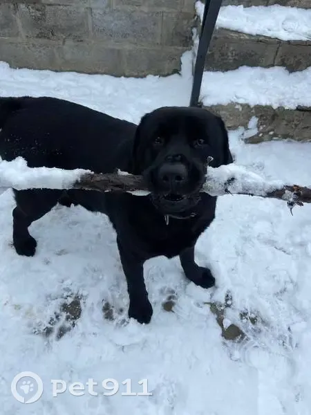 Пропала собака, ул. Студенческая, 13 - photo