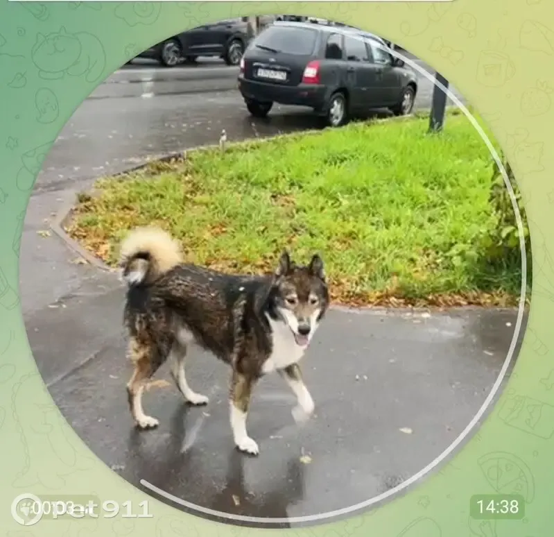 Пропала лайка, Арзамас, Нижегородская обл. - photo