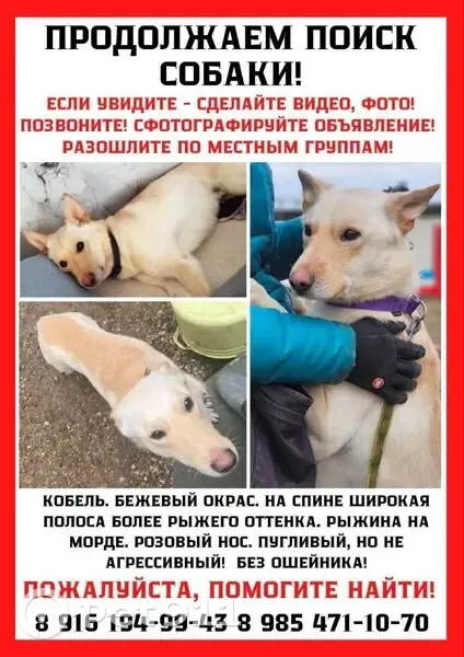 Пропала собака, Лесная ул., Москва - photo