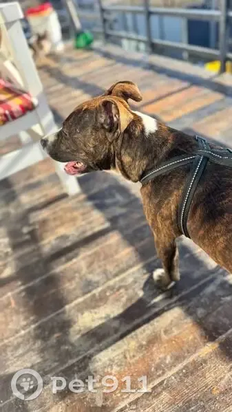 Пропала собака на Южный Обход, 55/4 - photo