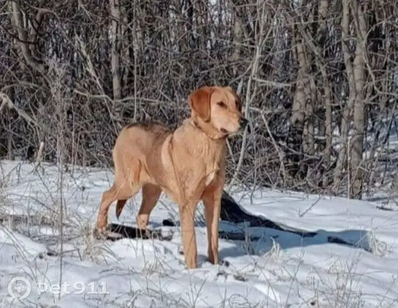 Пропала собака между Уметом и Дворянском - photo