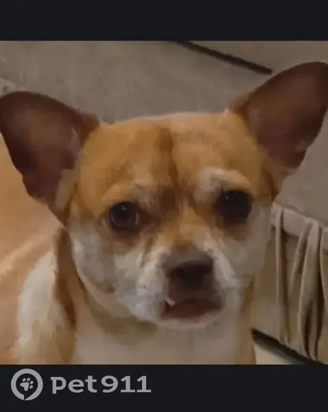 Пропала собака, Молодёжная 3, Усинск - photo