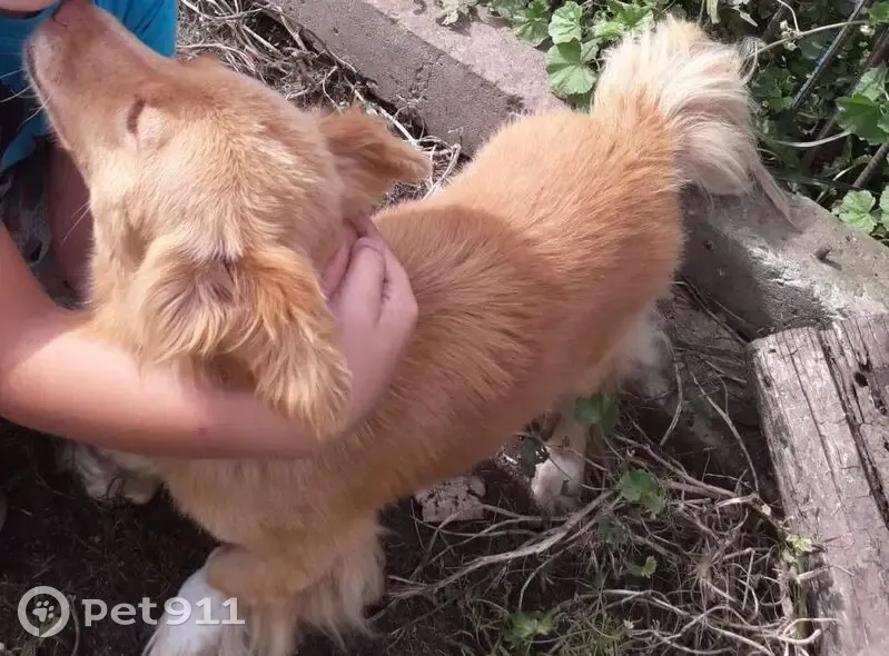 Пропала собака, переулок Спекова, Новозыбков - photo